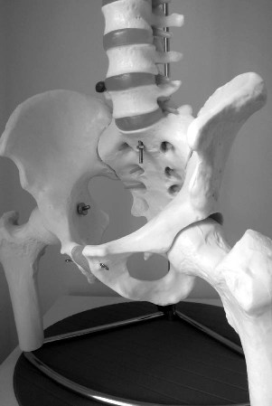 pelvis image